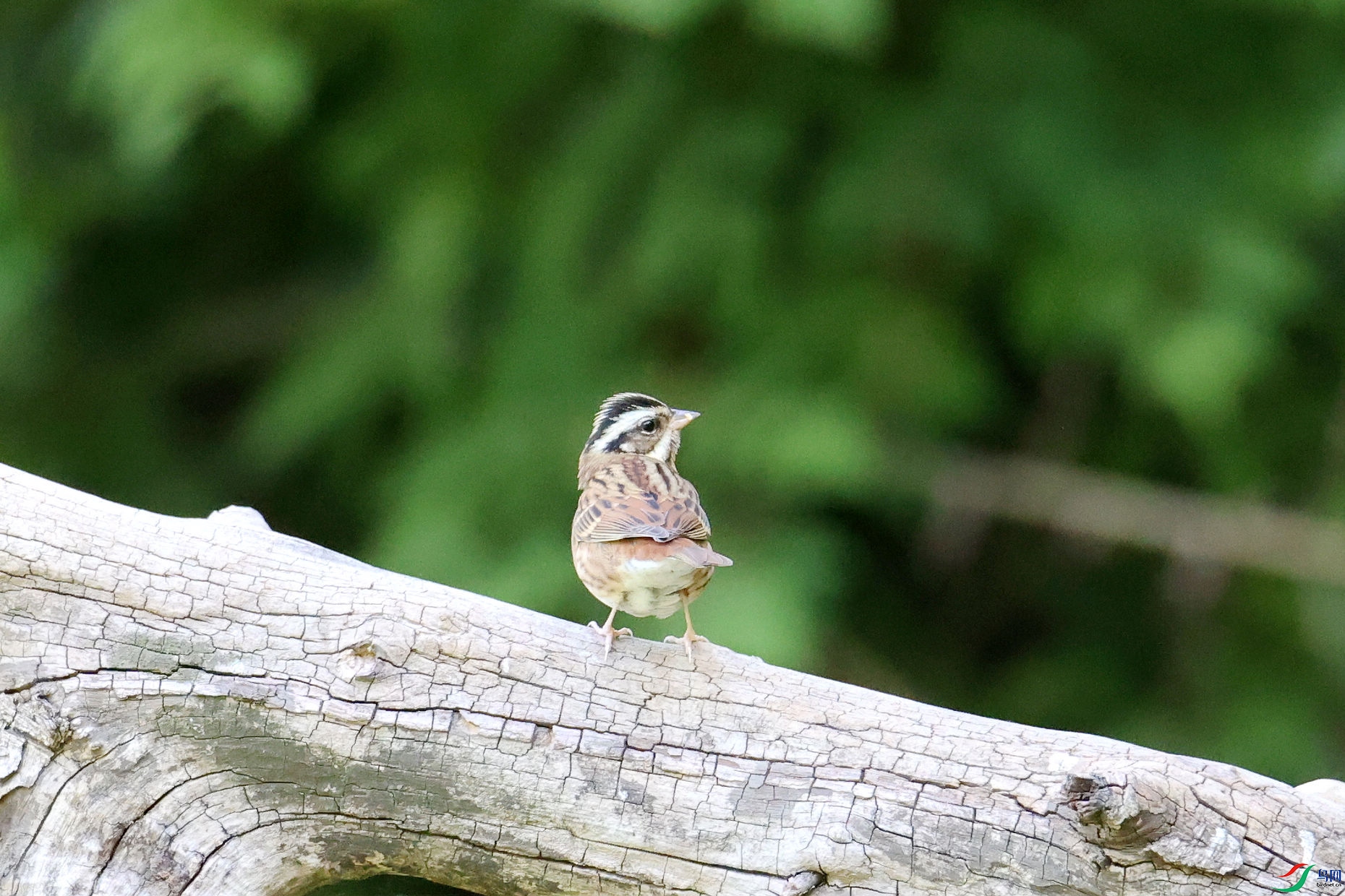 济南拍鸟白眉鹀