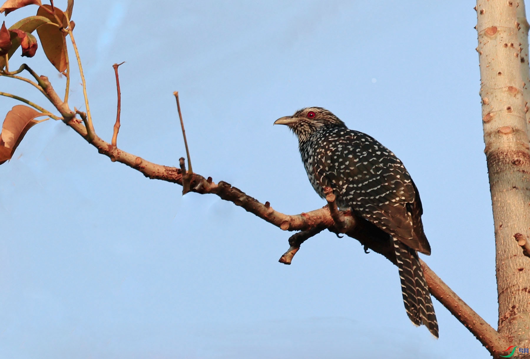 枯枝呆鸟噪鹃雌