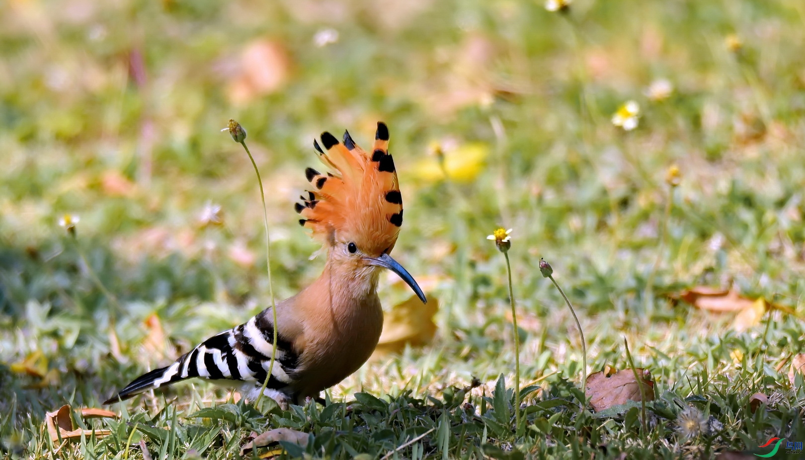DSC_3977a.JPG