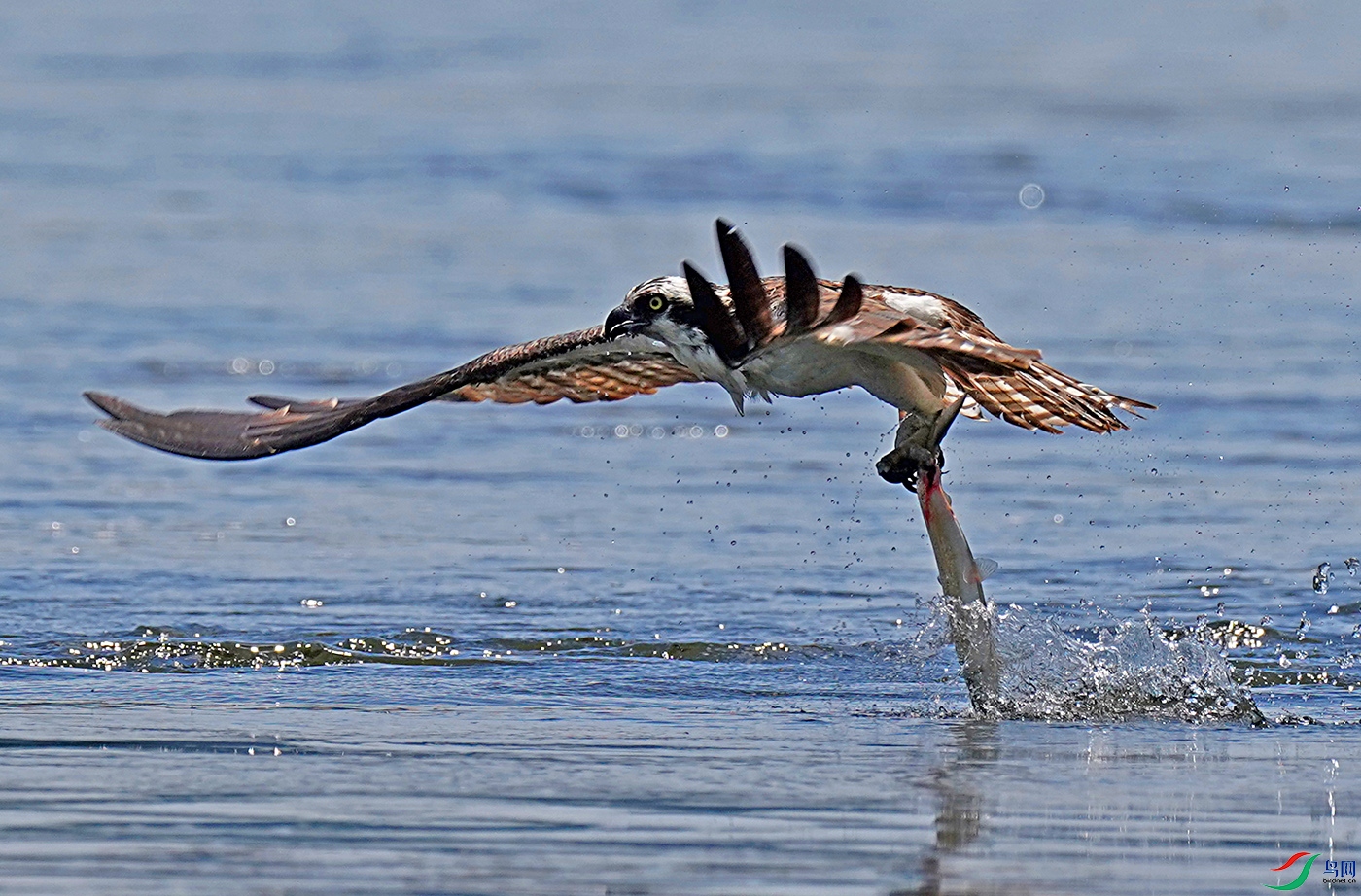水中自有美如玉鱼鹰