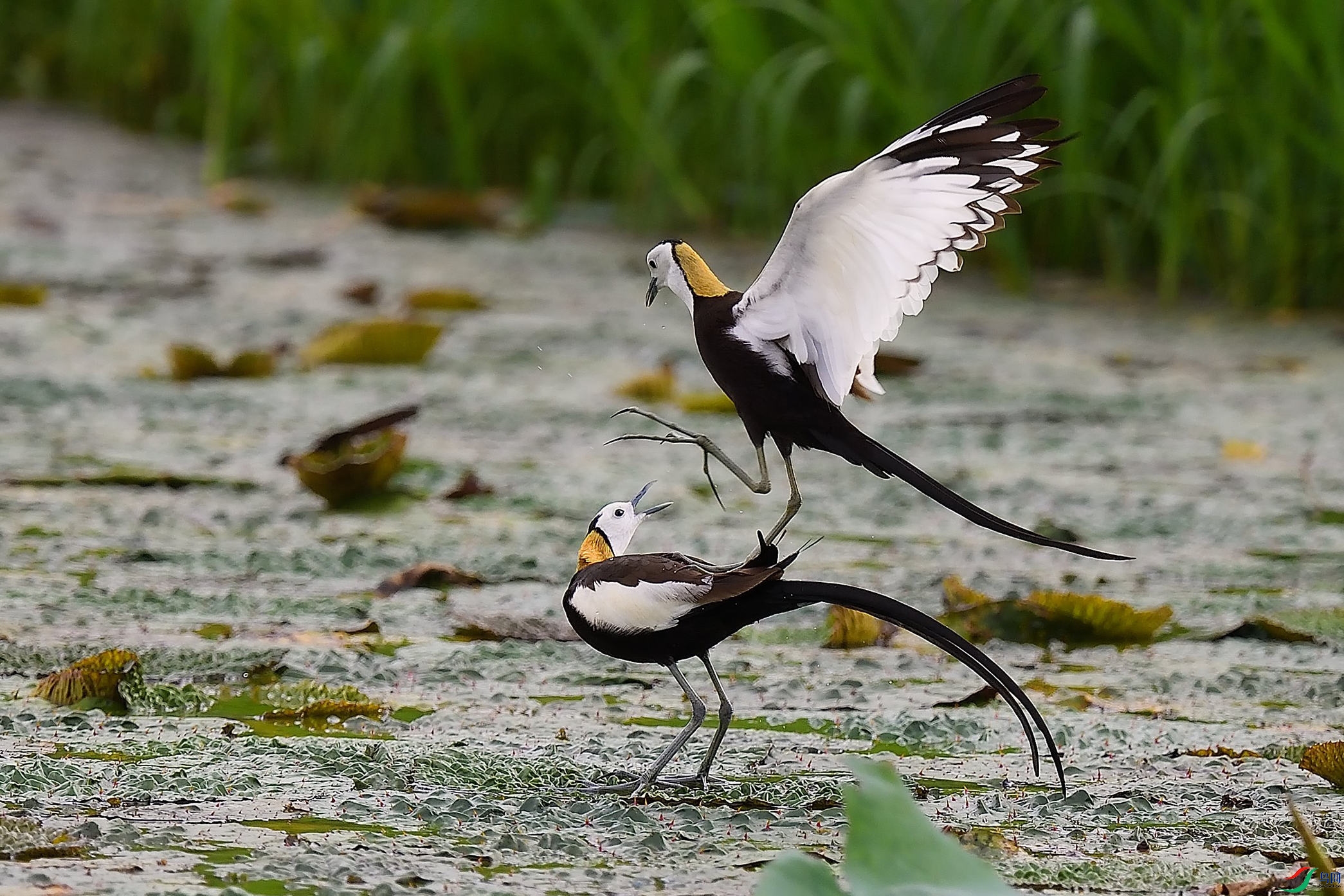 �Ի���2��