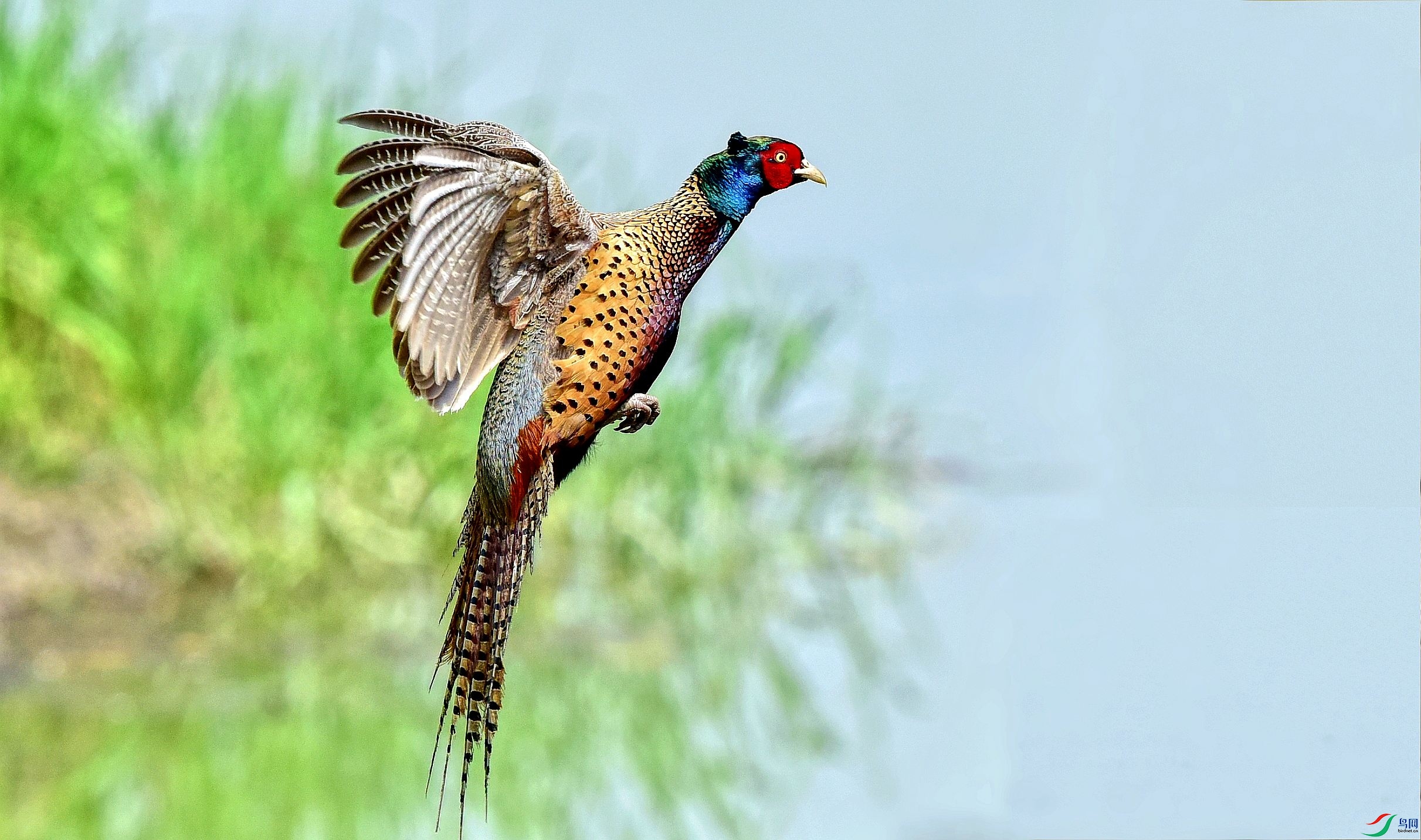 DSC_6421_conew8.jpg