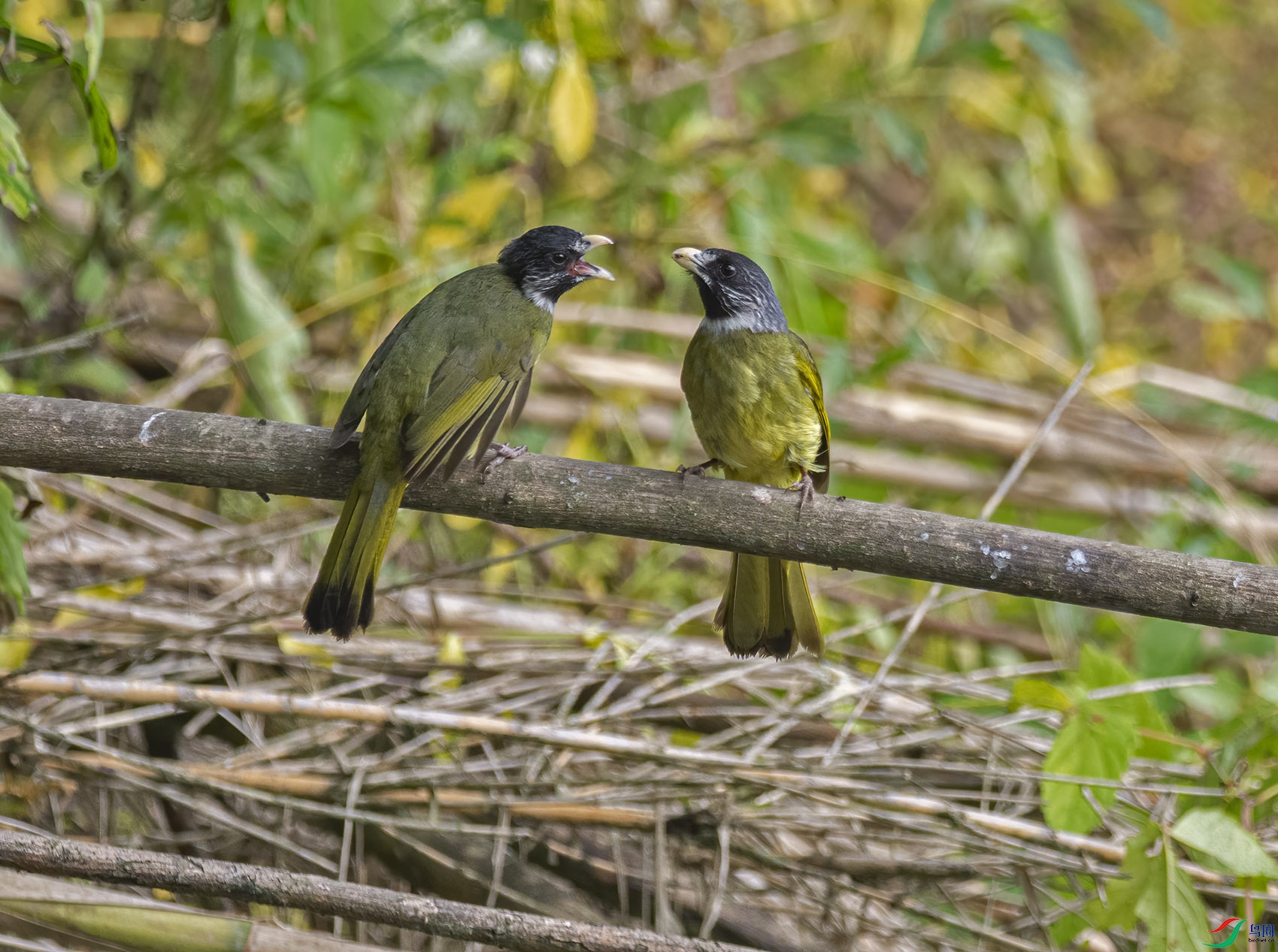 DSC_6983.jpg