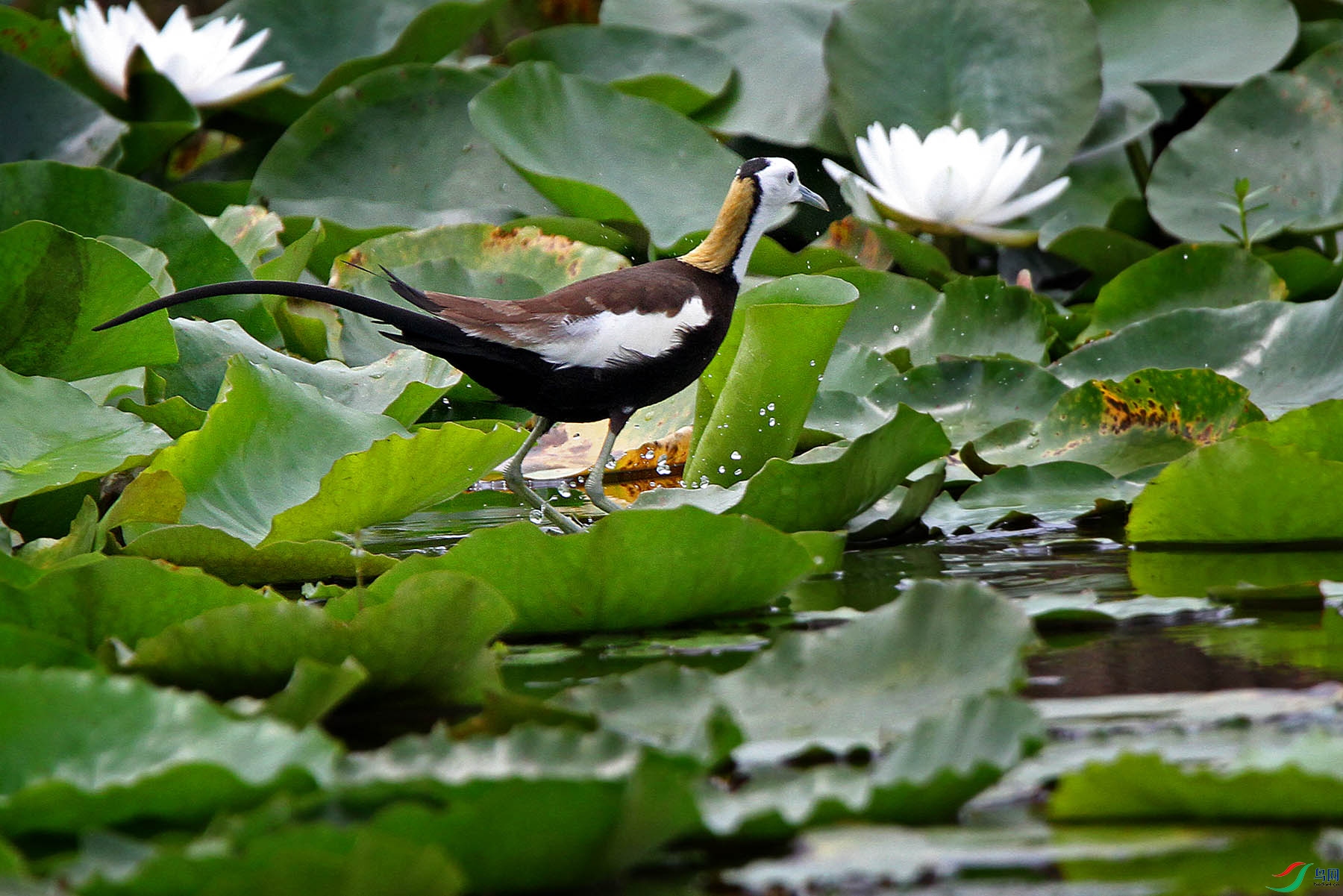 国二级重点保护动物水中凤凰水雉