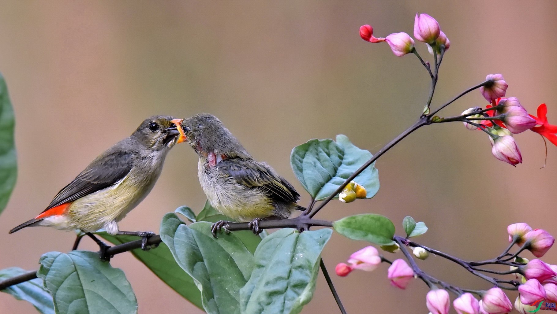 DSC_4439a.JPG