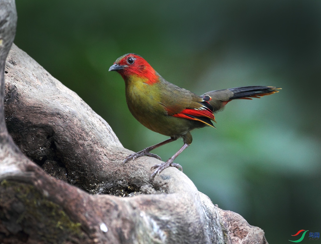 云南高黎贡山的红翅薮鹛