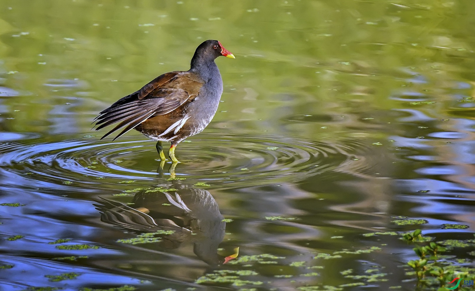 DSC_7063a.jpg