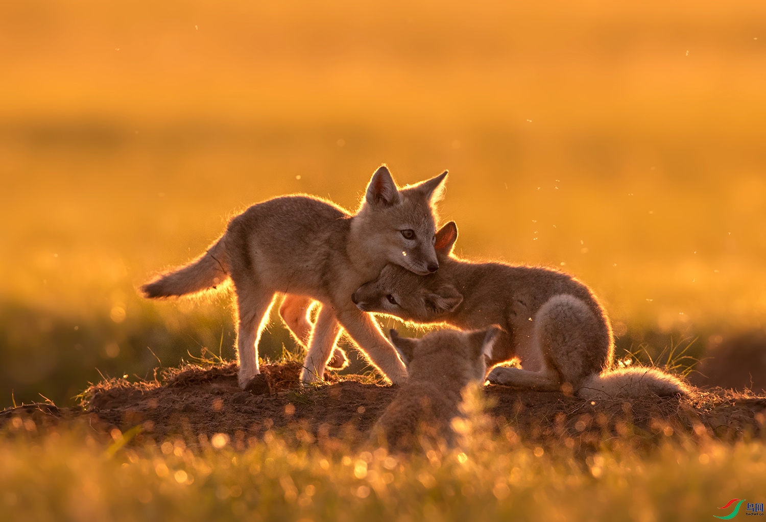 [哺乳] 狐狸宝宝玩耍时------ 祝贺老师佳作荣获首页动物精华!