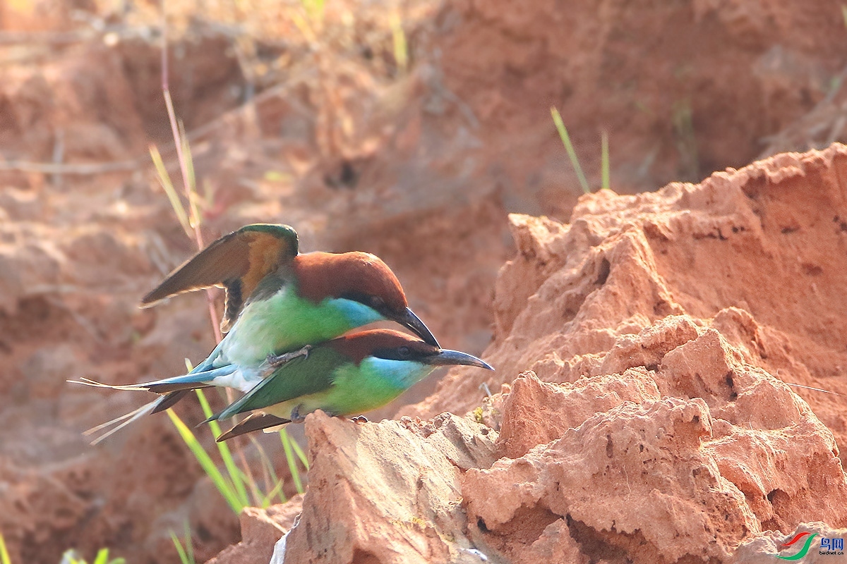 天为房,地当床,红罗帐里成鸳鸯——蓝喉蜂虎
