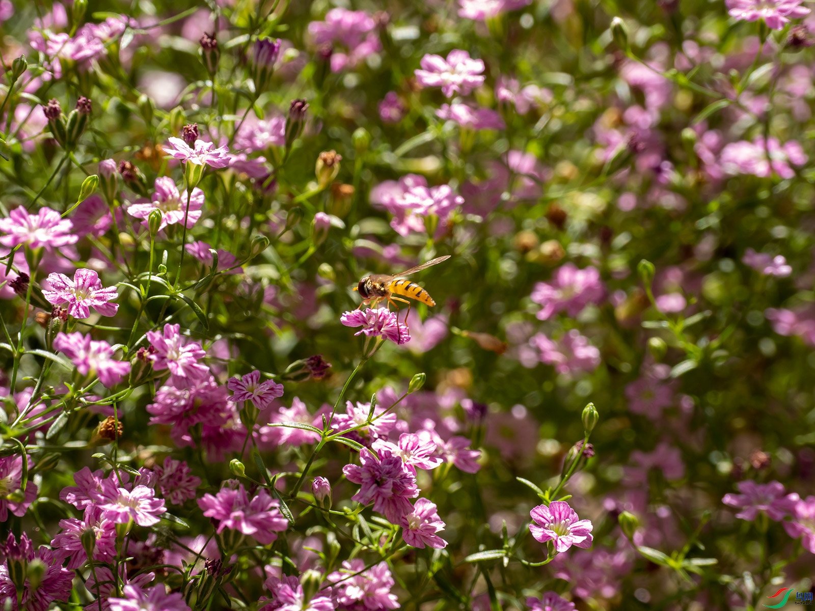 ��С����ʳ��Ӭ