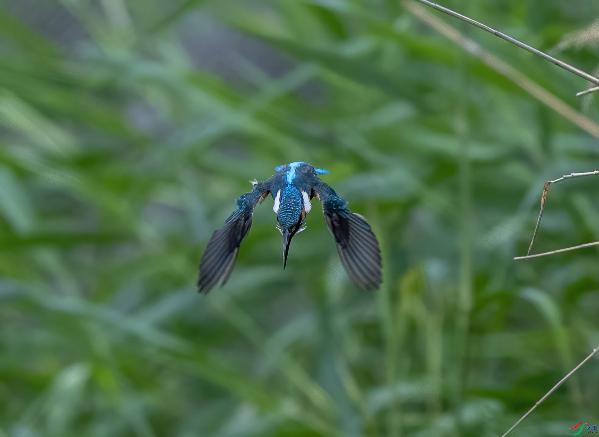 DSC_3378-DeNoiseAI-denoise.jpg