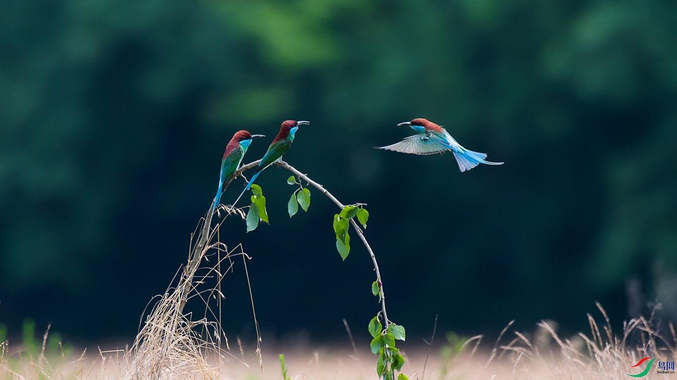 DSC_7451 - ����.jpg