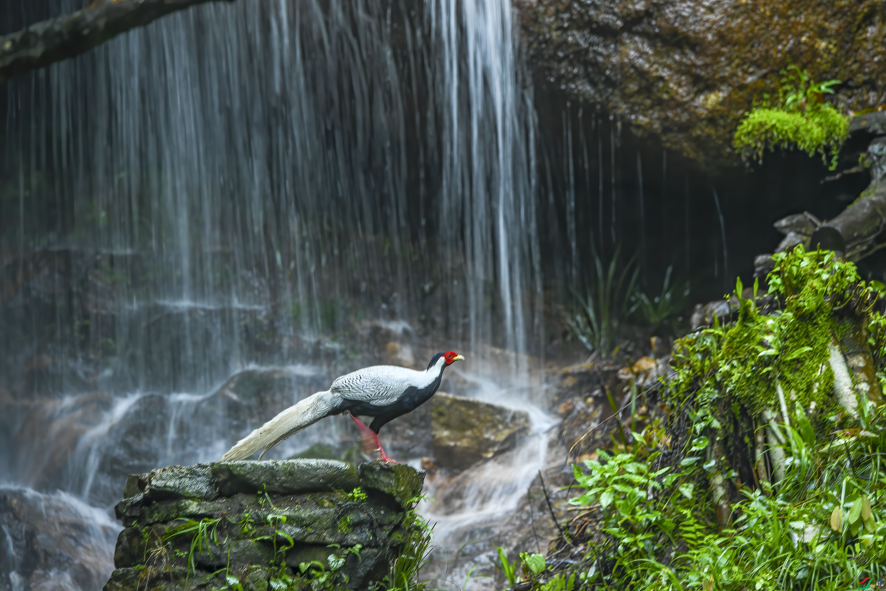 DSC_0744-DeNoiseAI-denoise-gigapixel-width-4000px_1.jpg