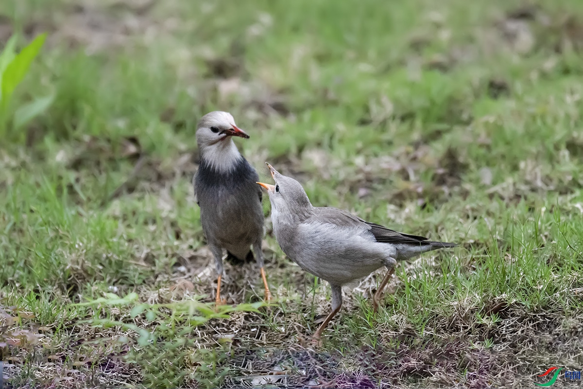 DSC_p7657.jpg