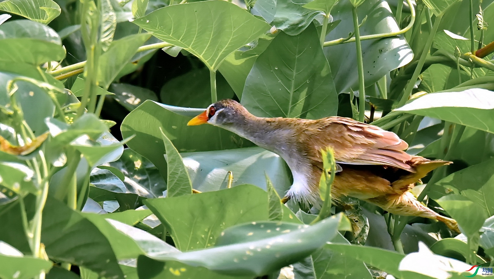 DSC_8025a.JPG