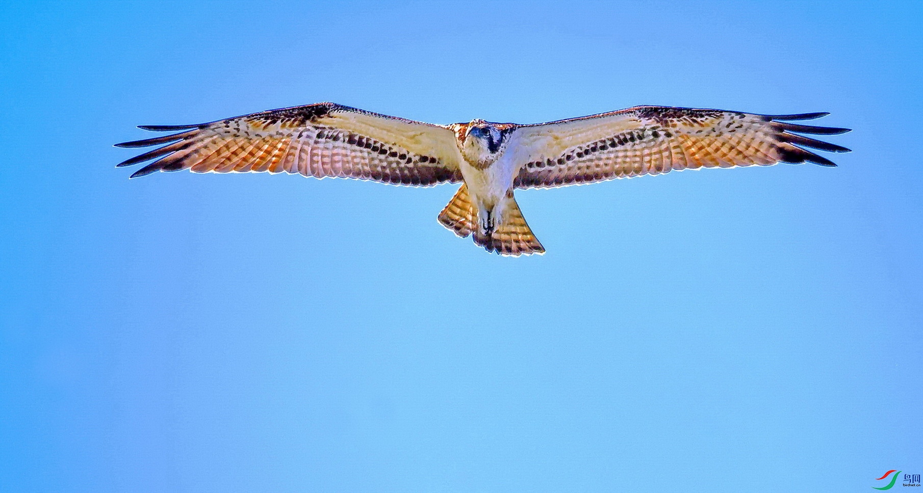 DSC_1463a.JPG
