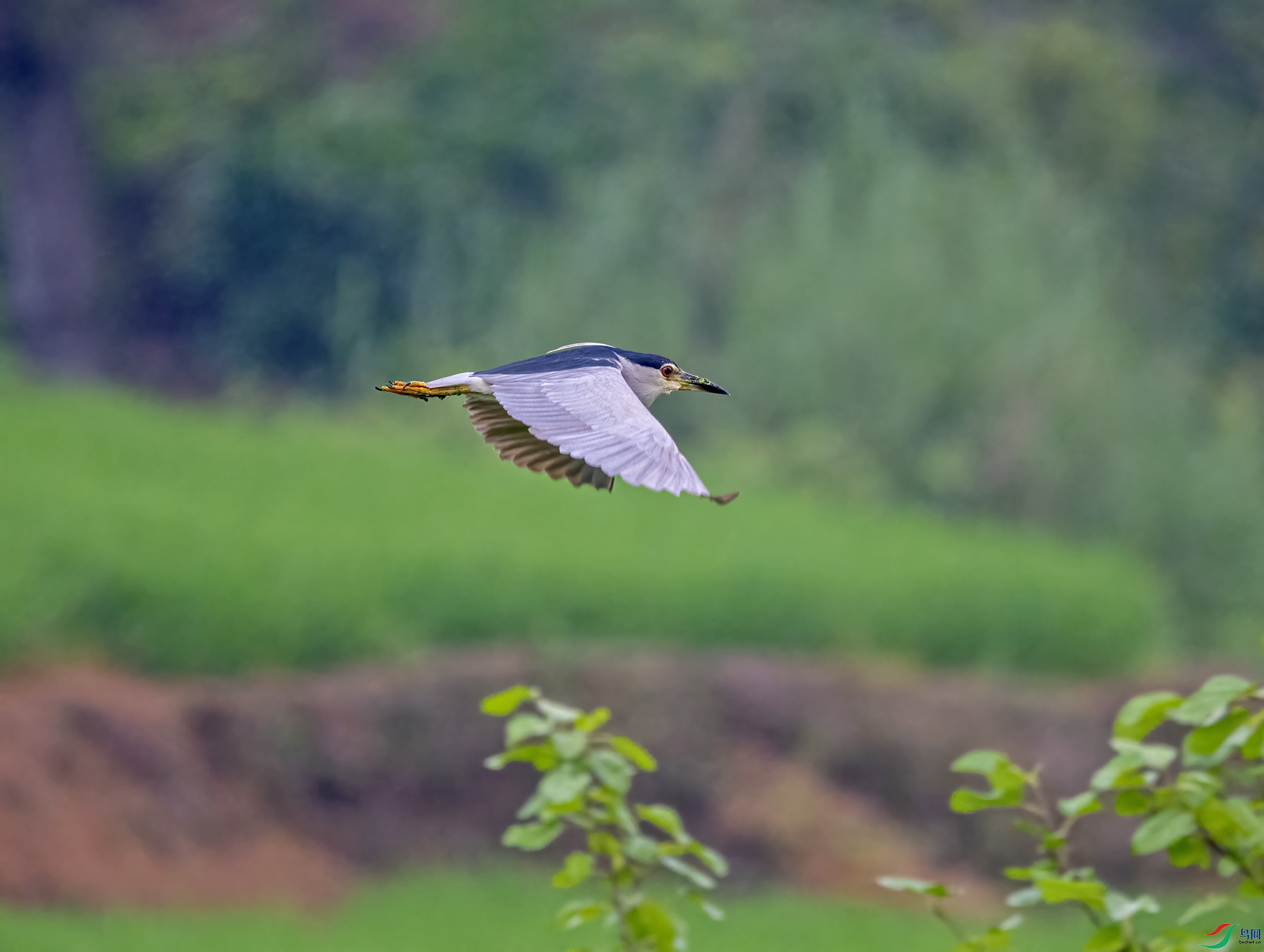 DSC_7068.jpg