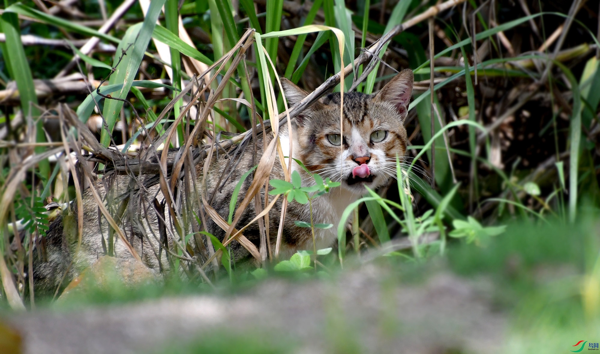 湿地草丛中的野猫