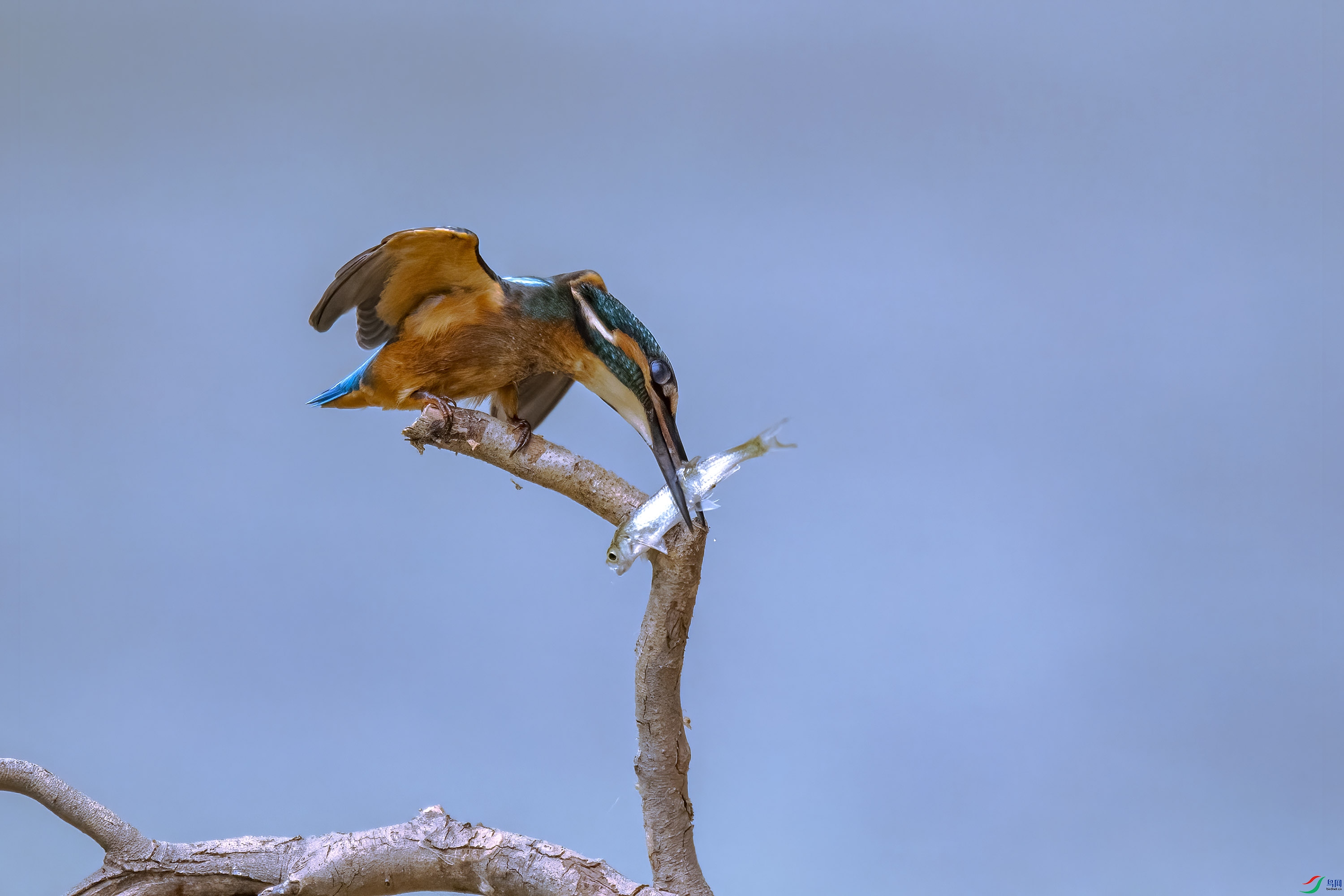 DSC_0223.jpg