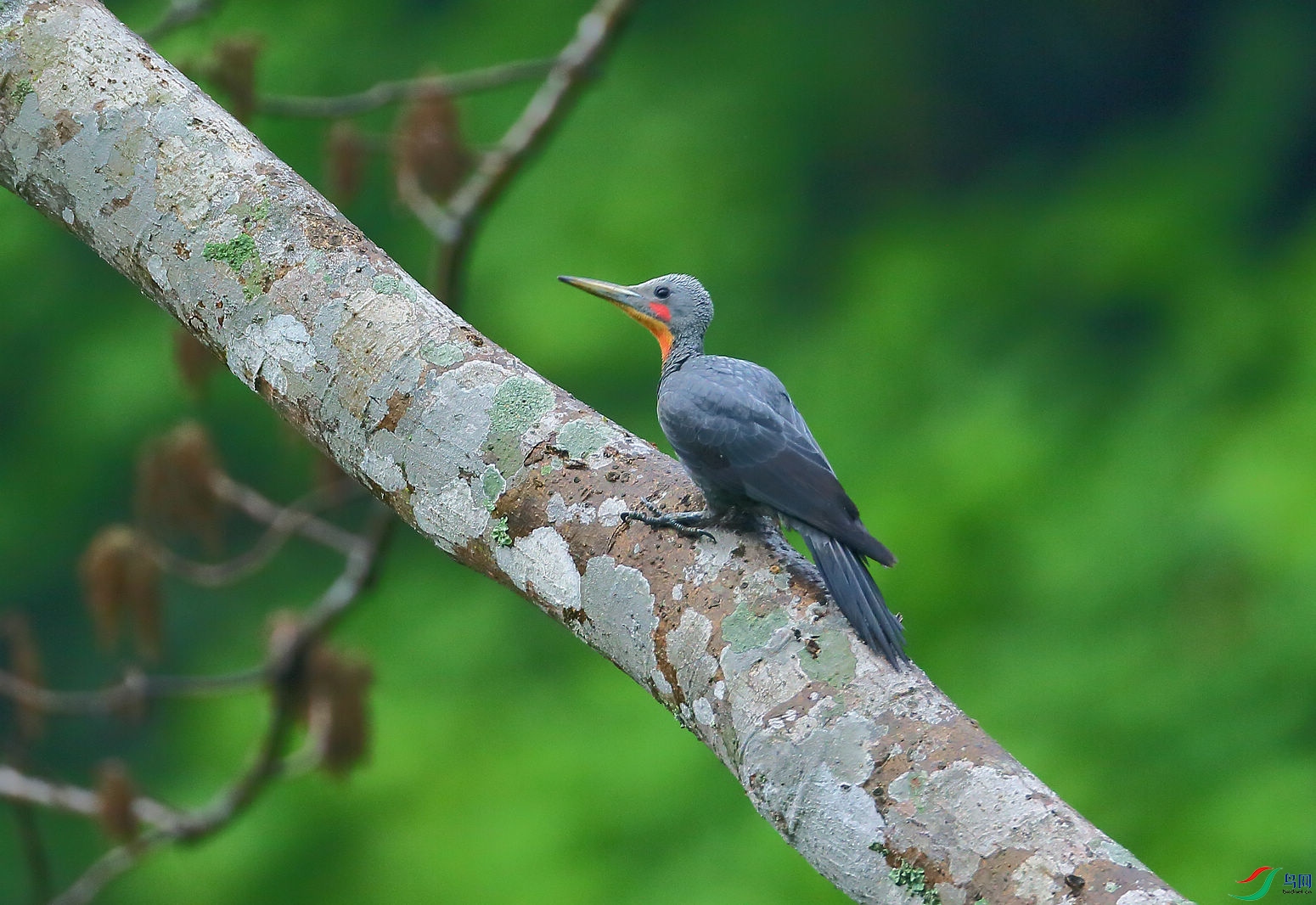 大灰啄木鸟