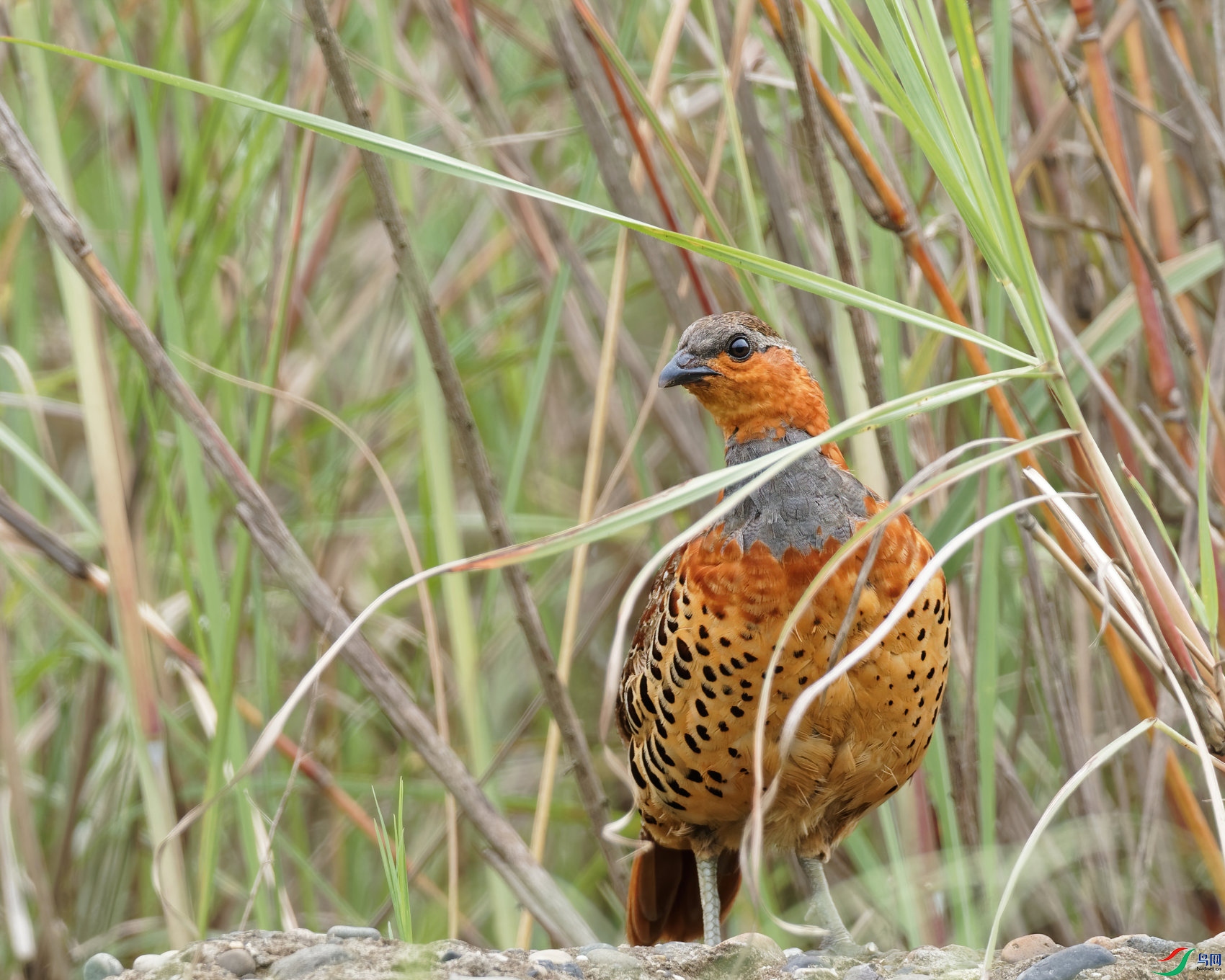 P6160181_DxO-d2.jpg