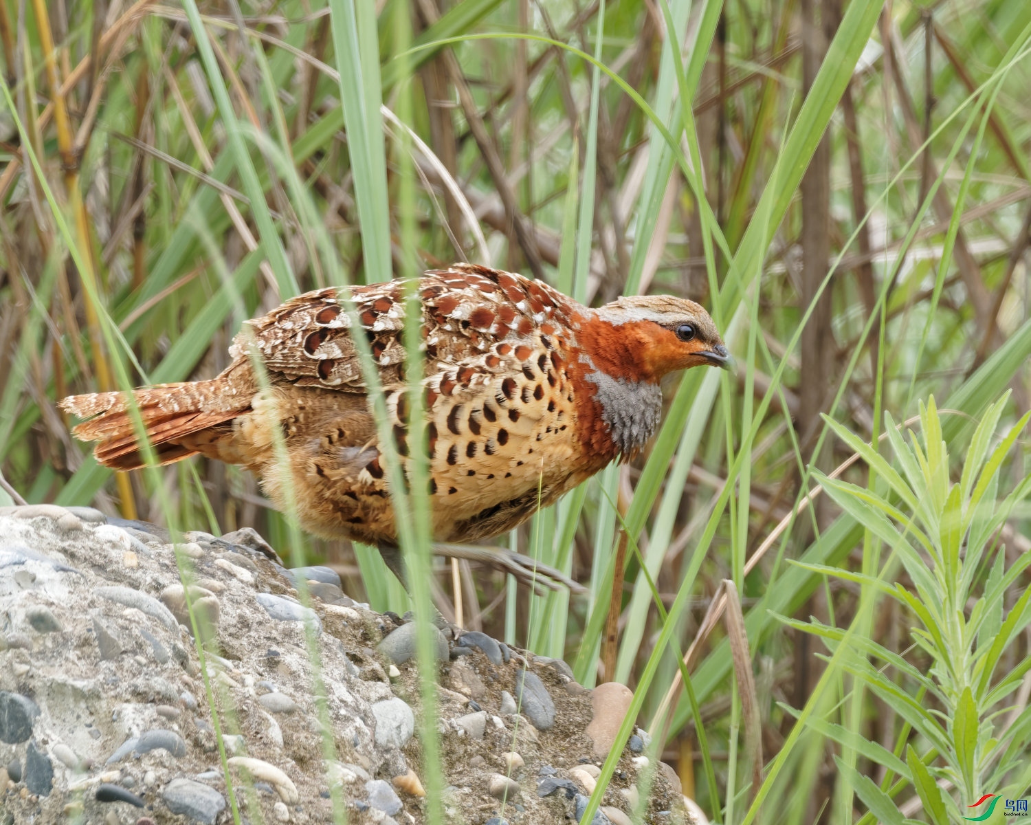 P6160206_DxO-sd2.jpg