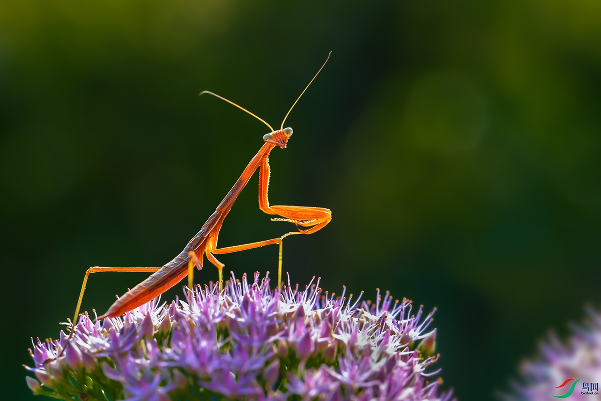 红螳螂贺获首页精华
