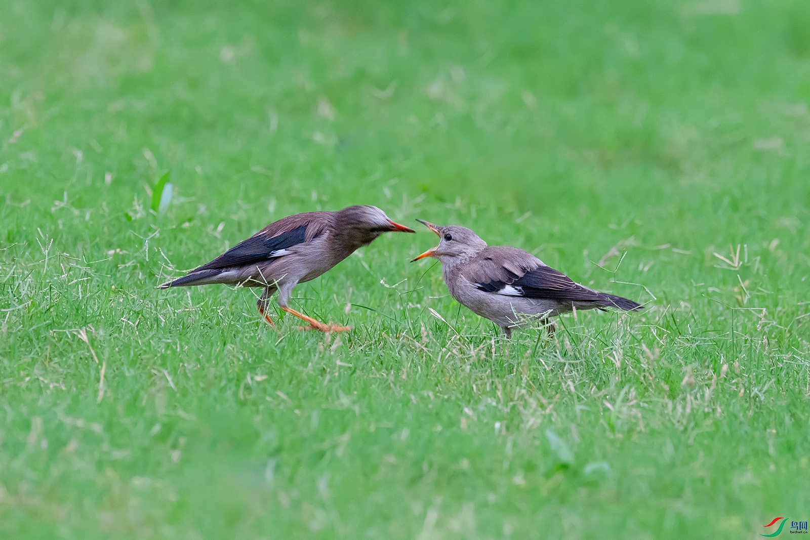 DSC_p8073.jpg