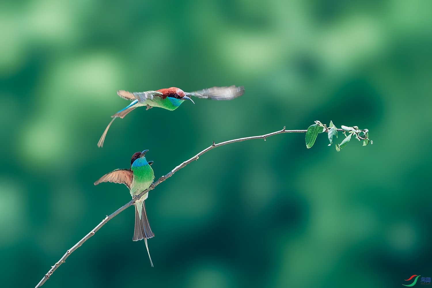 DSC_4233-2.jpg