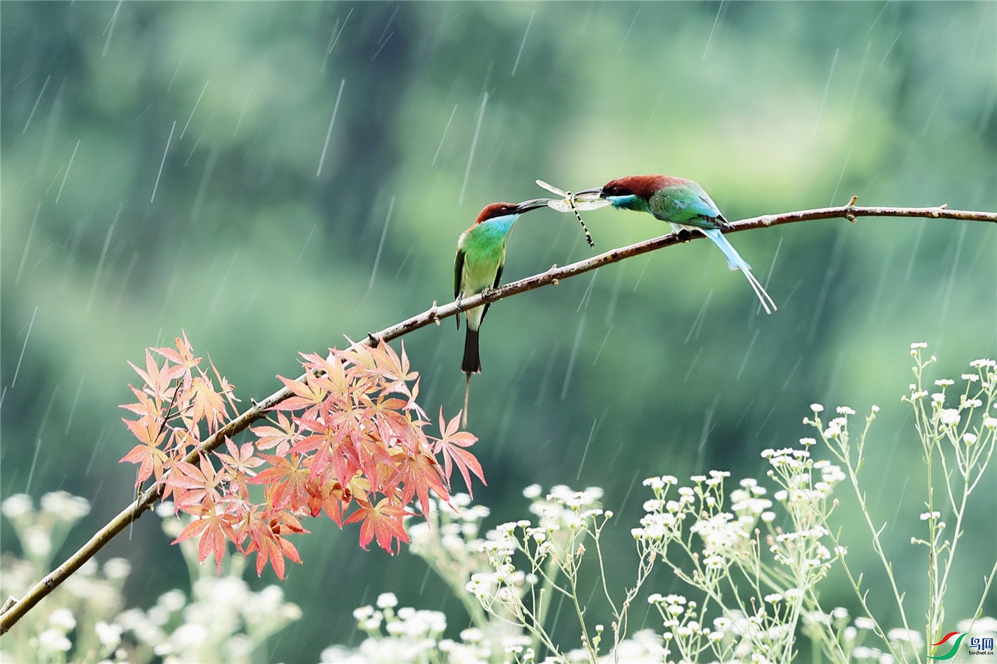 細雨中示愛!