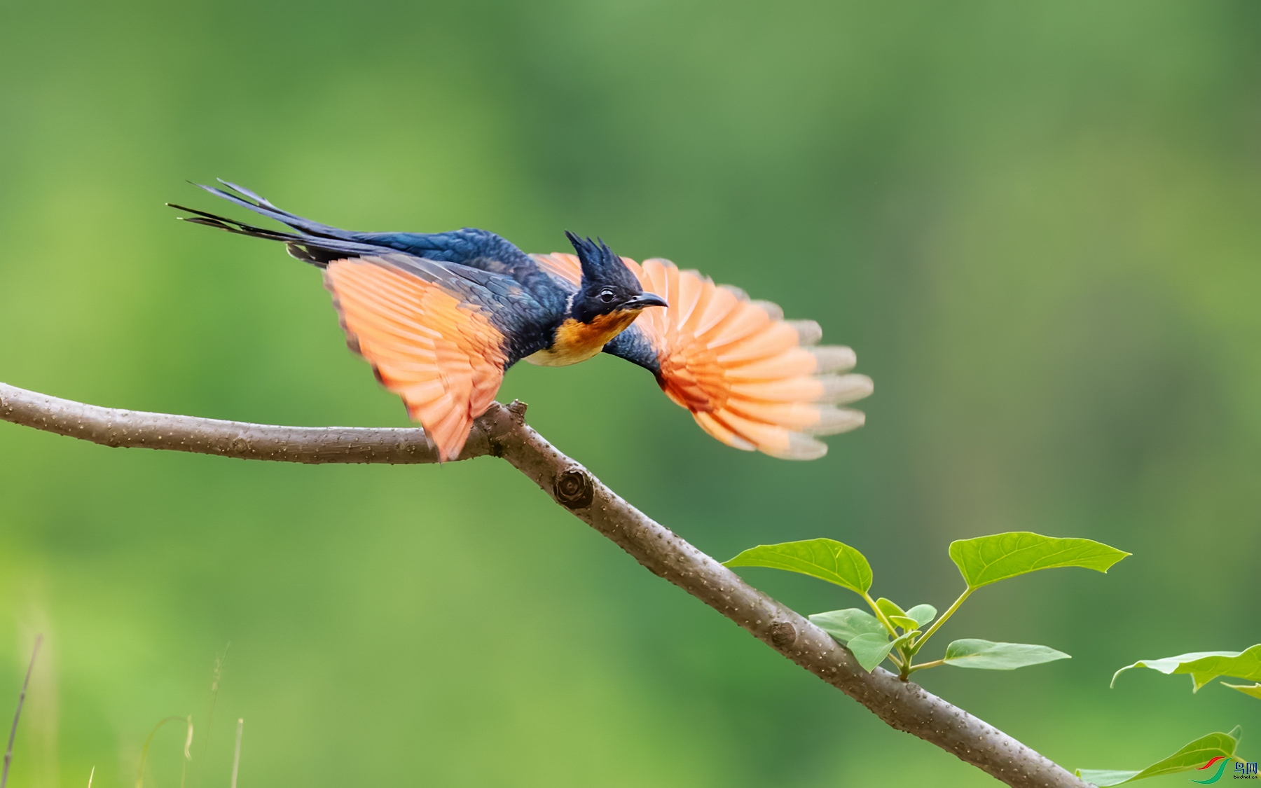 _MG_6561-1-1.jpg