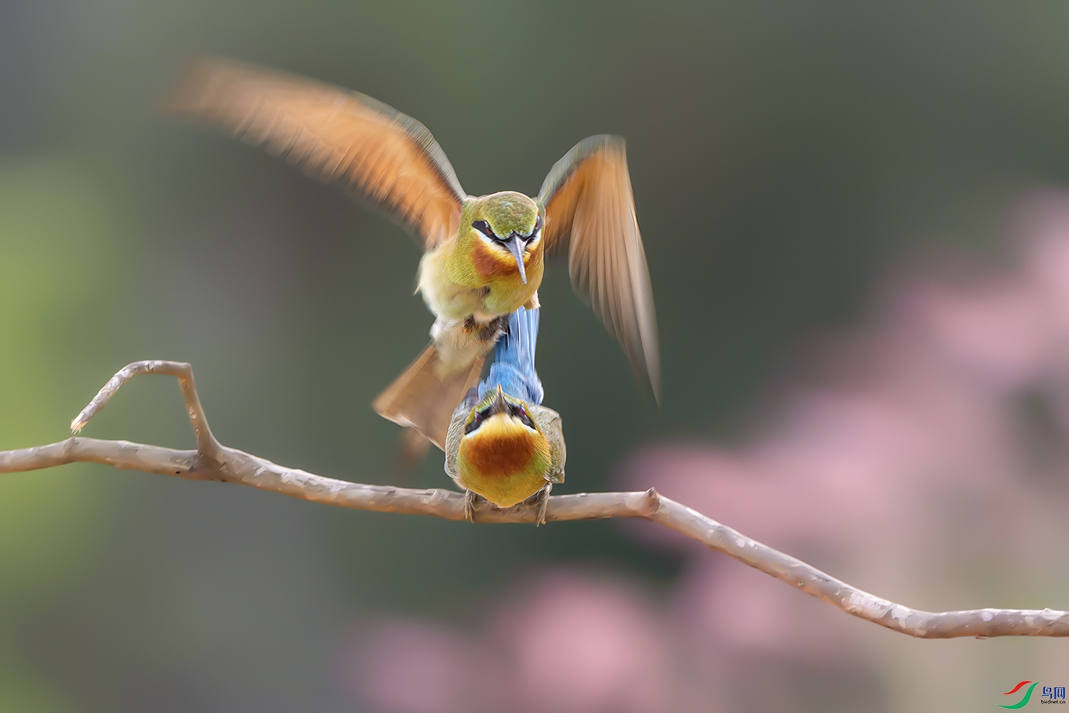 畅想:轻便,快捷,强大的拍鸟神器