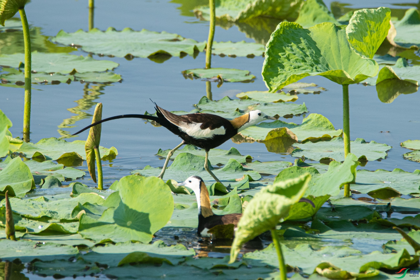 DSC_1102-2.jpg