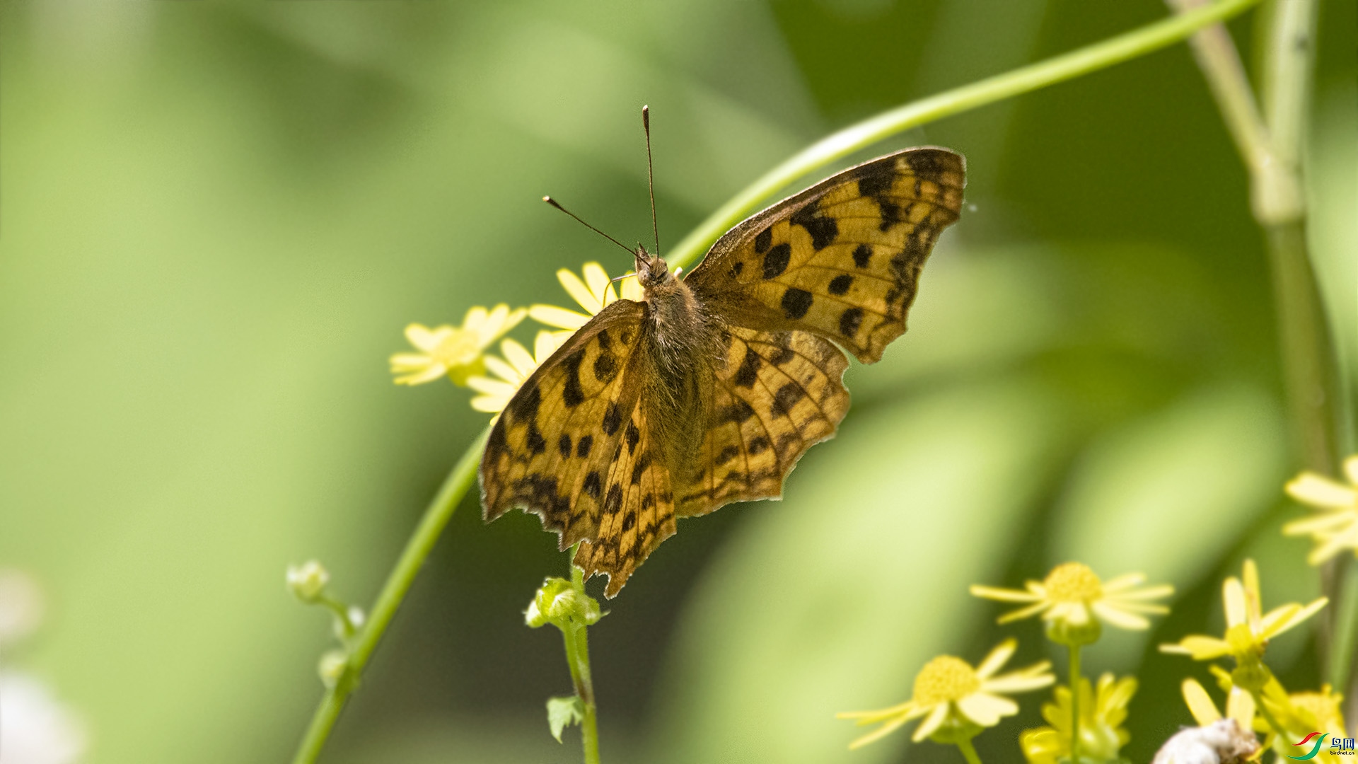 黄钩蛱蝶