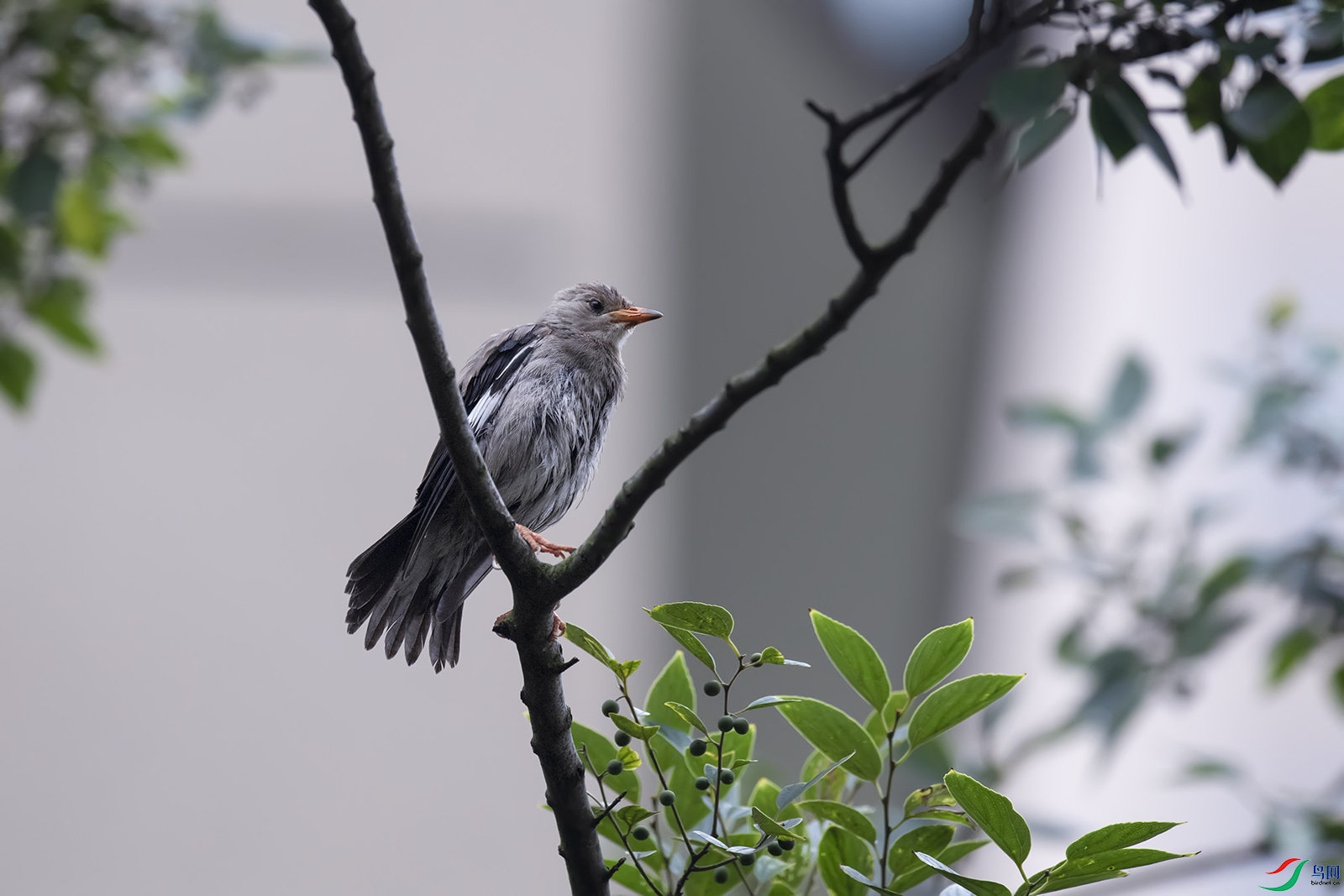DSC_p8720.jpg