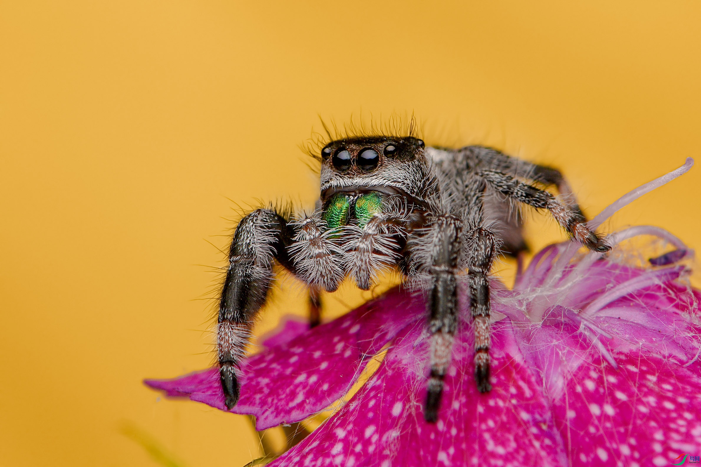 跳珠【贺获首页精华】