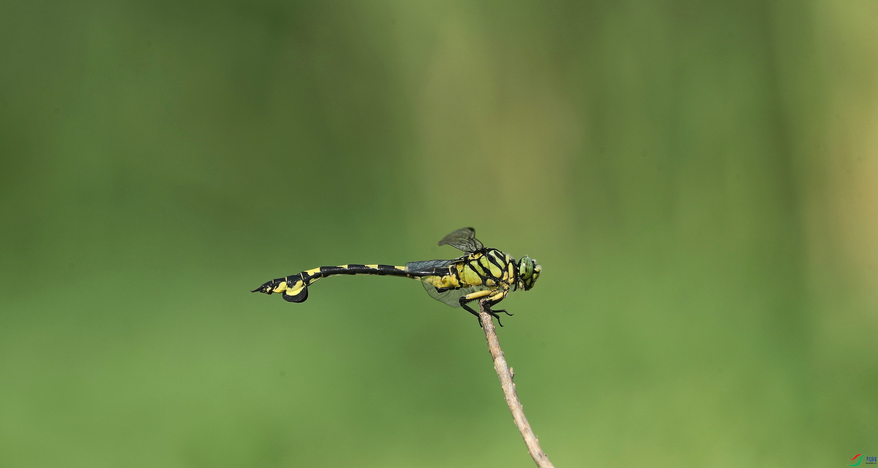 �����ȴ���