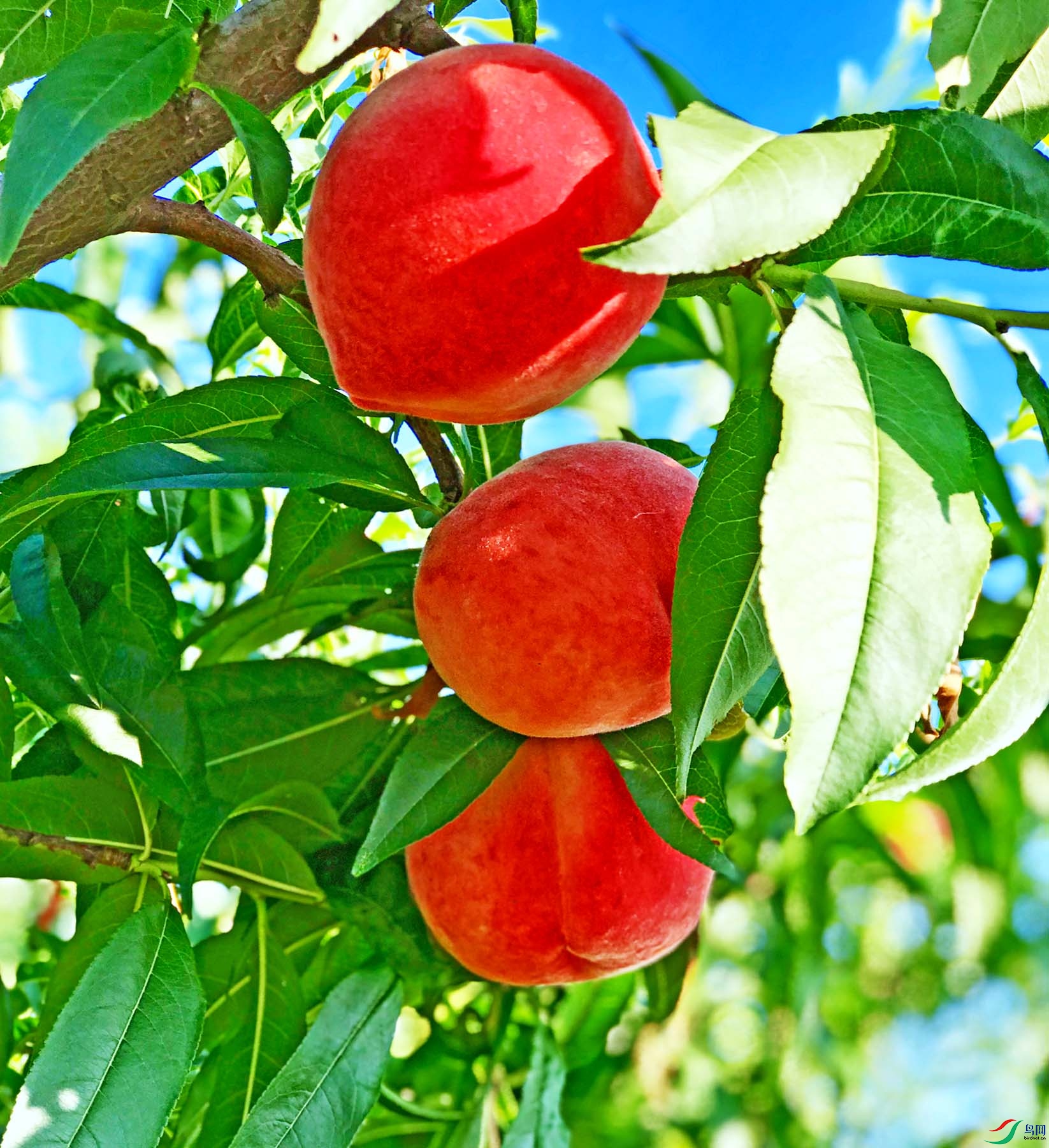 桃子红了!