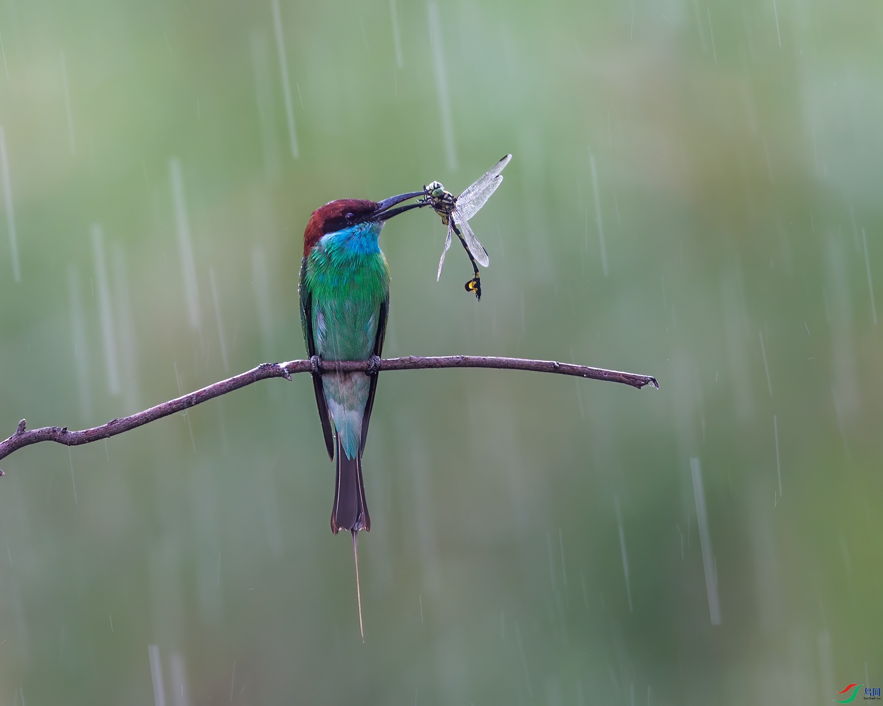 雨中飞鸟图片大全图片