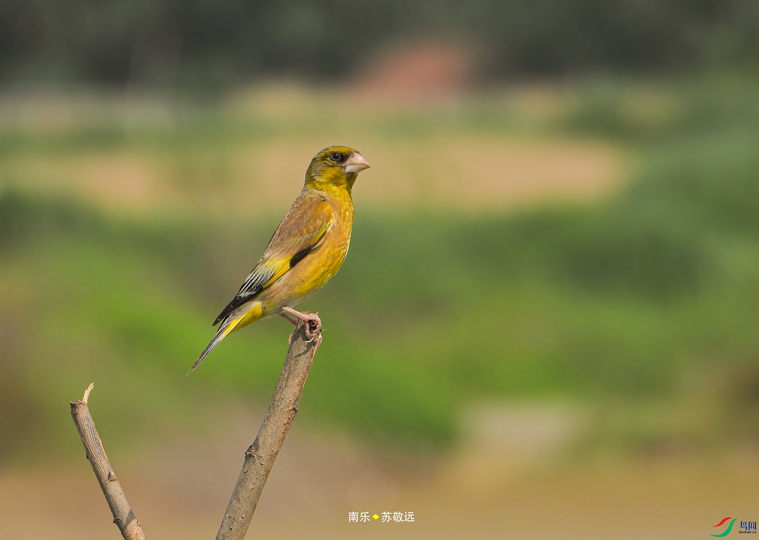 DSCN6027СС.jpg
