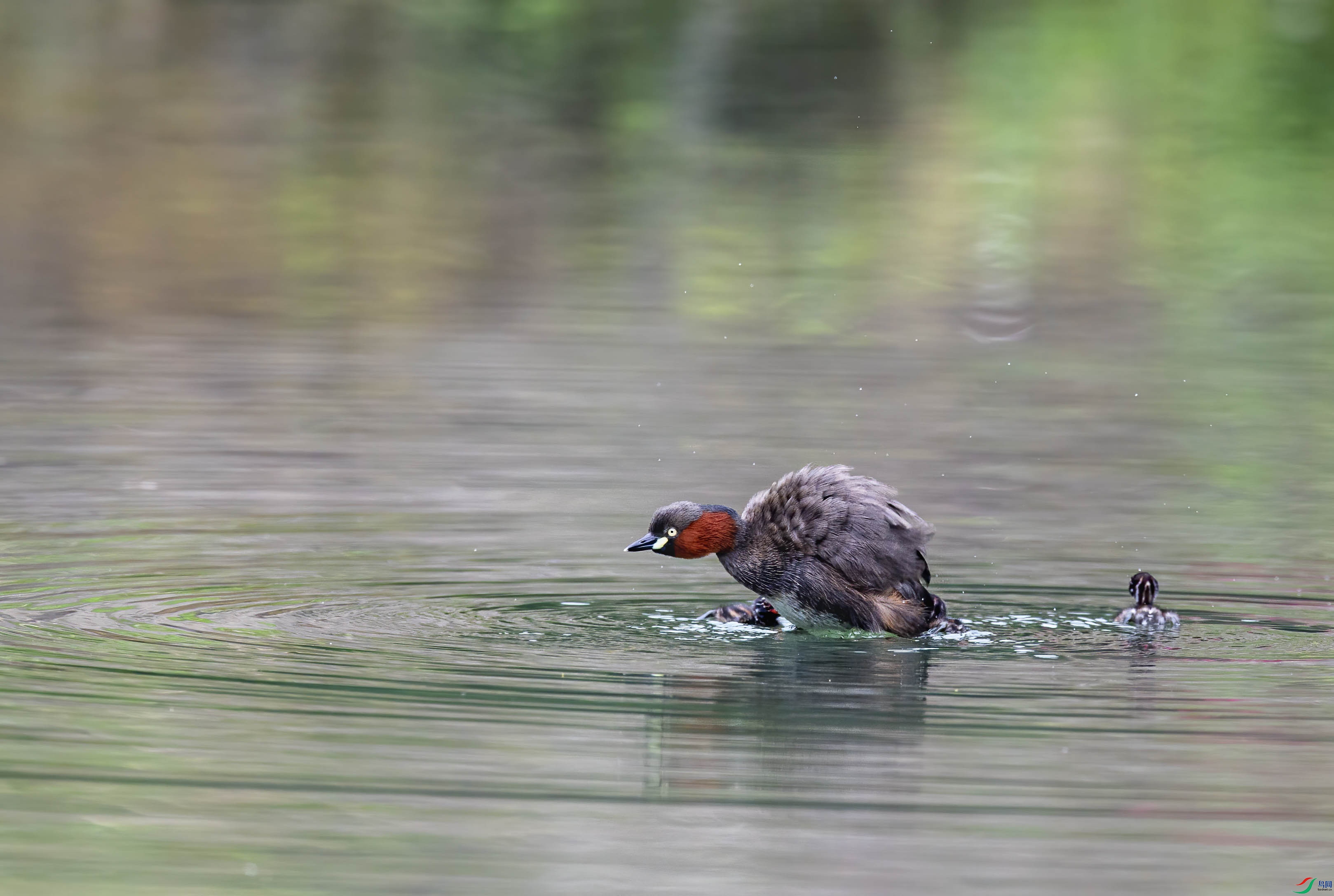 DSC_7005.jpg