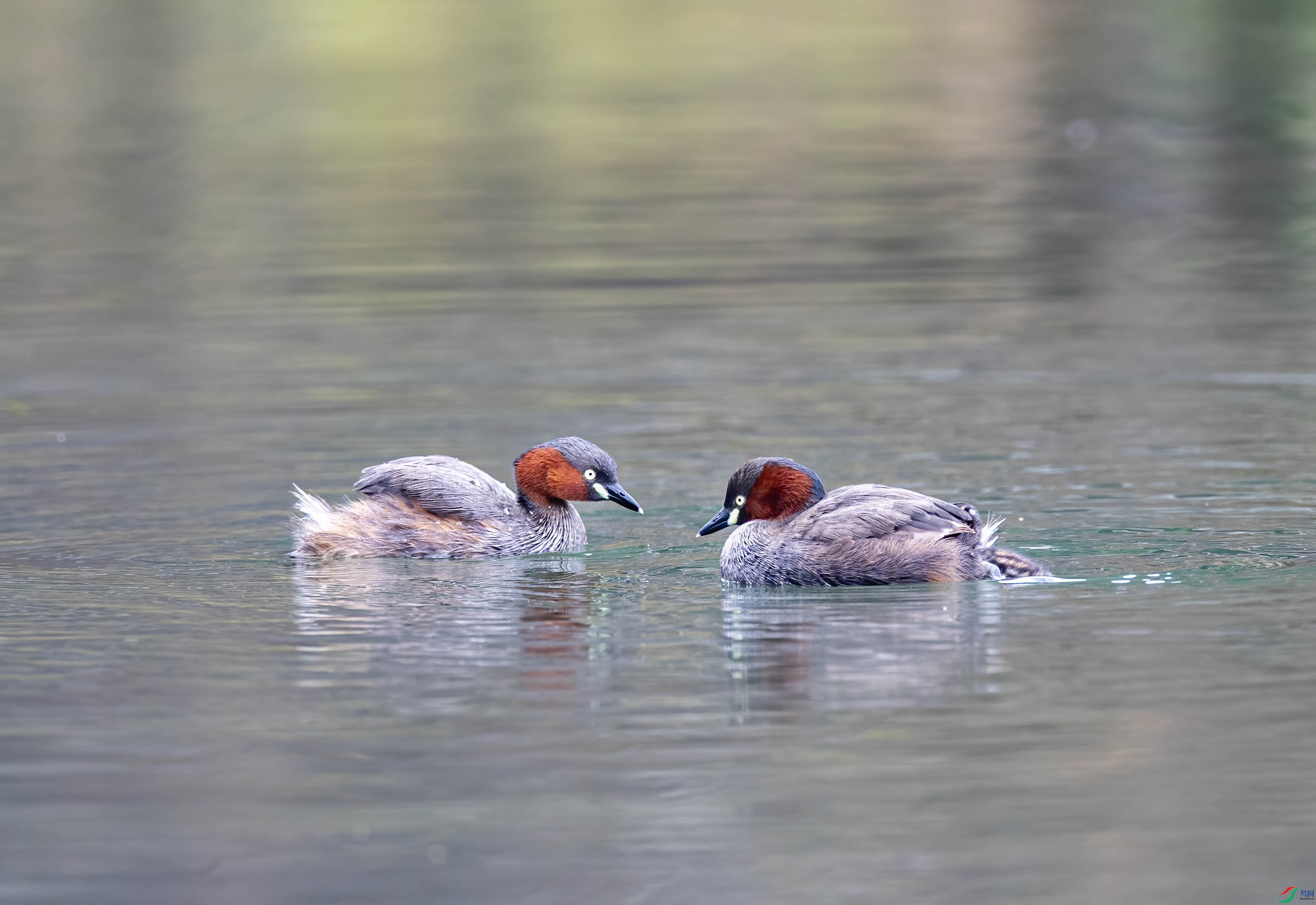 DSC_7084.jpg