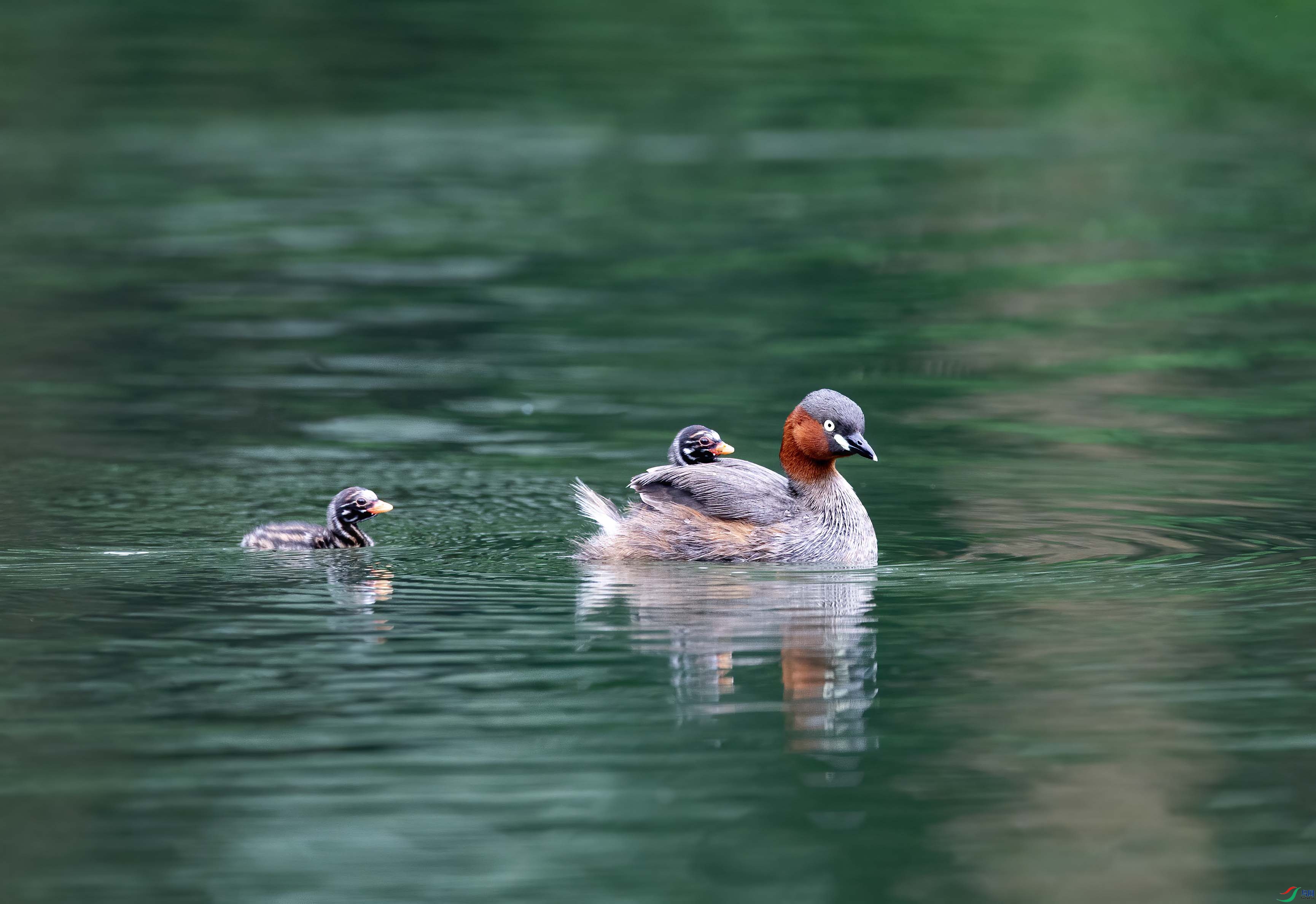 DSC_7166.jpg