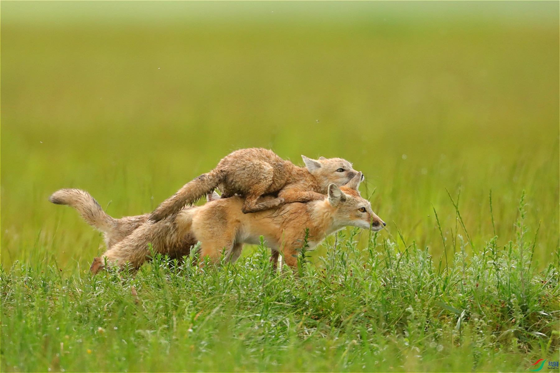 [动物] 老儿子骑大马--妈妈背上的将军梦