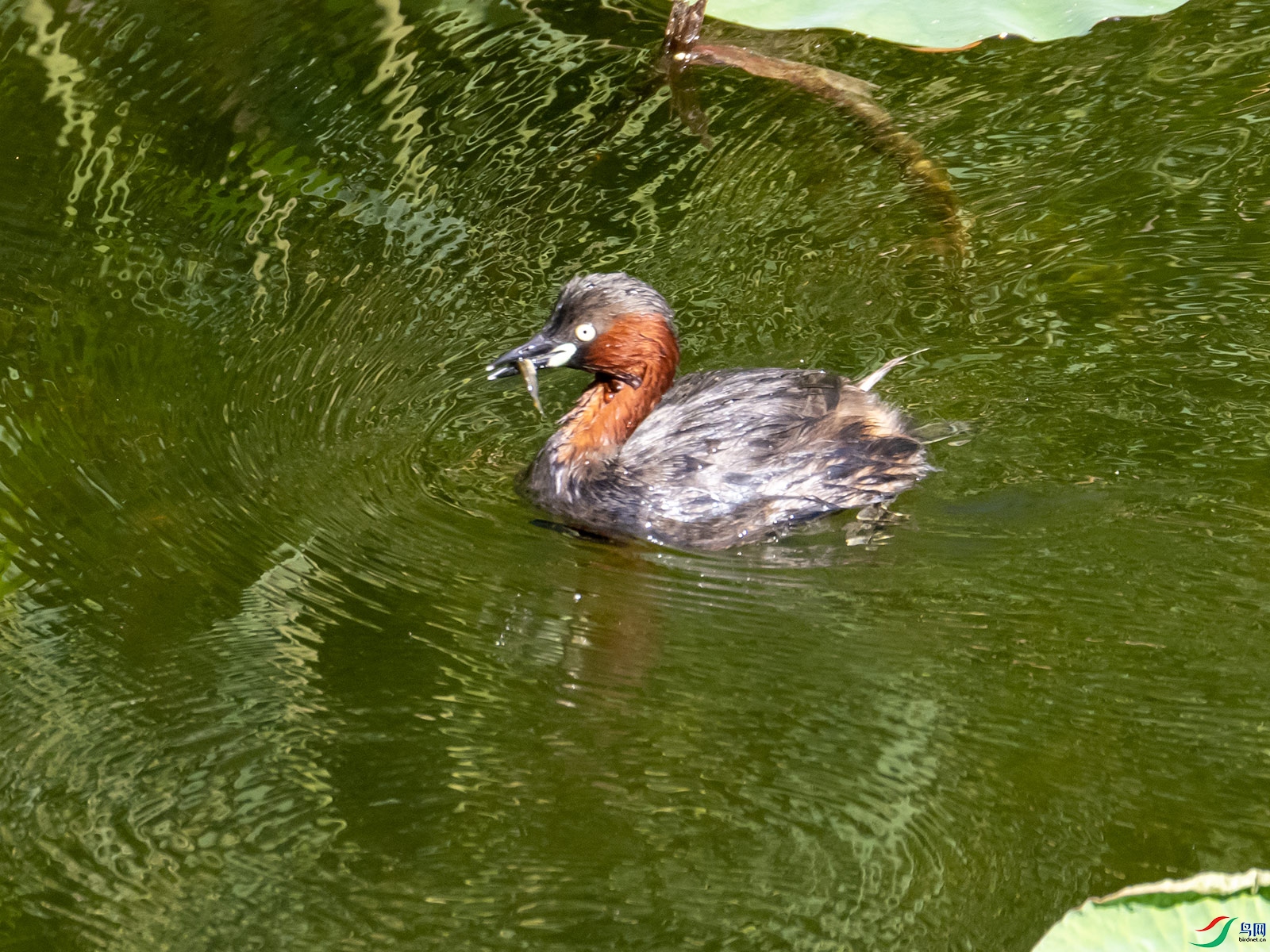 �����е�С䴙䴘����