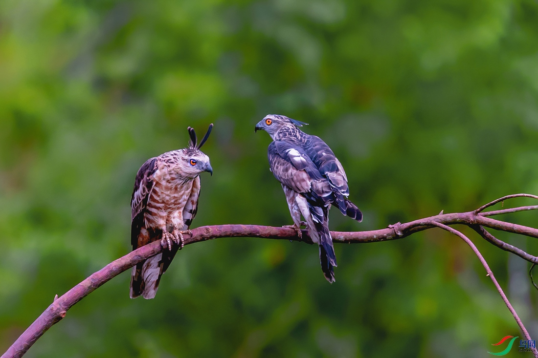 ������ˮ