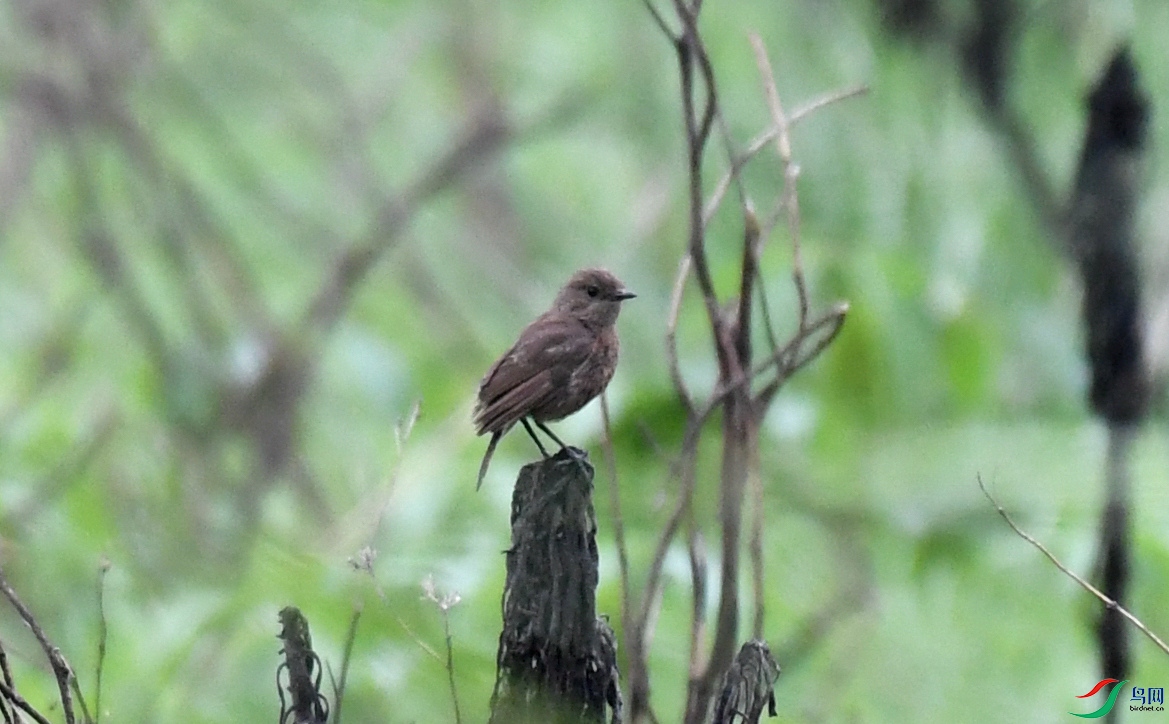 �l ӯ���� (6).JPG