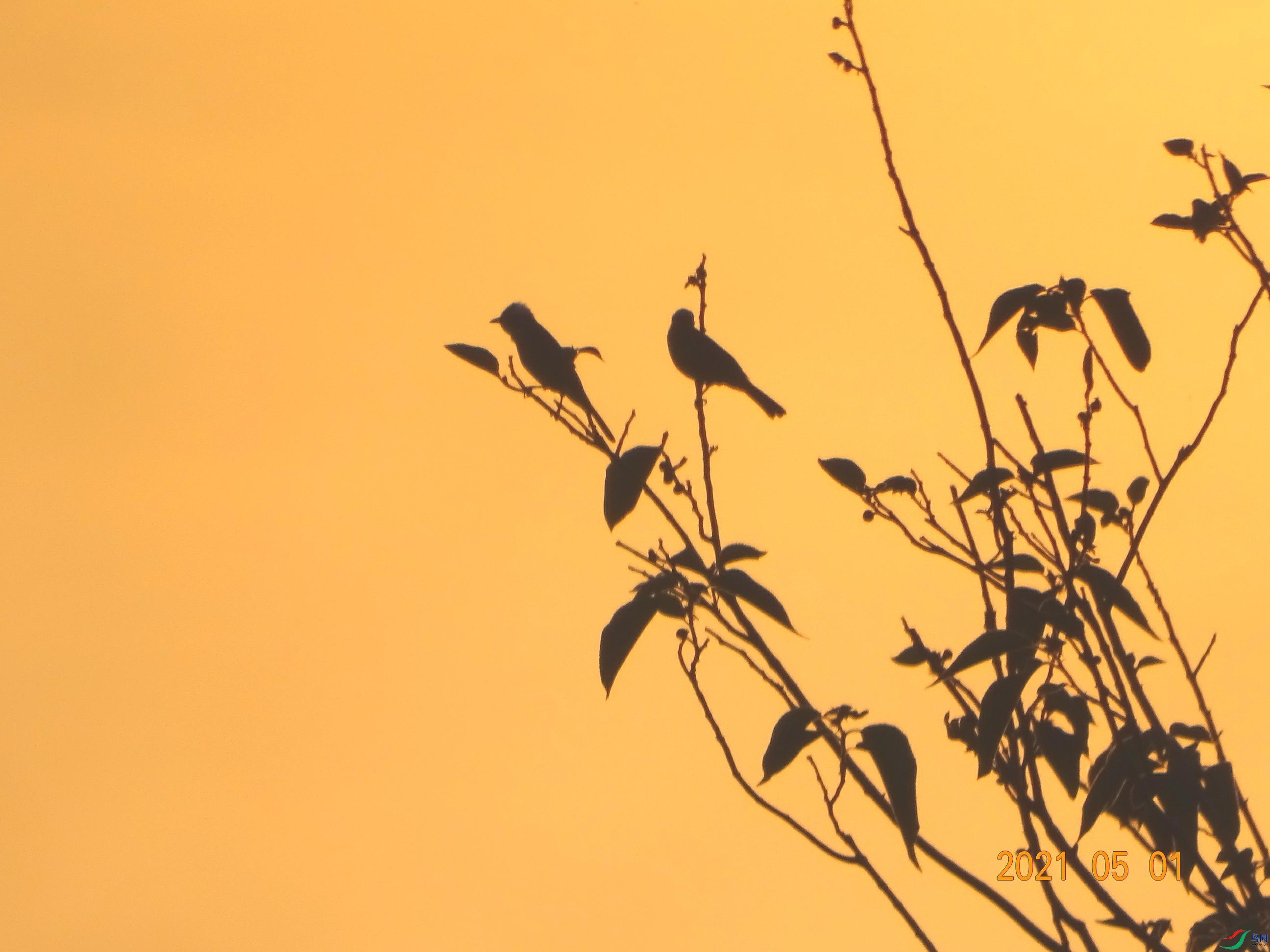 双鸟晨曦图