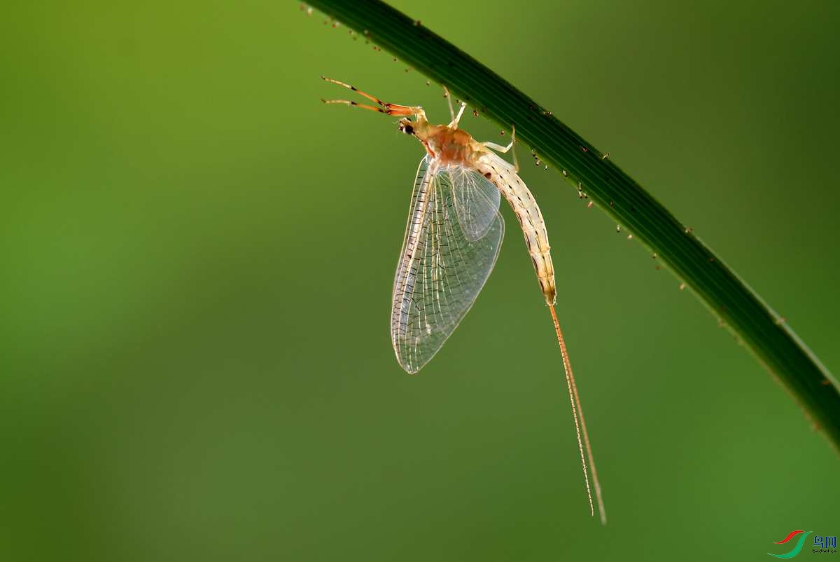 大蜉蝣贺获首页精华