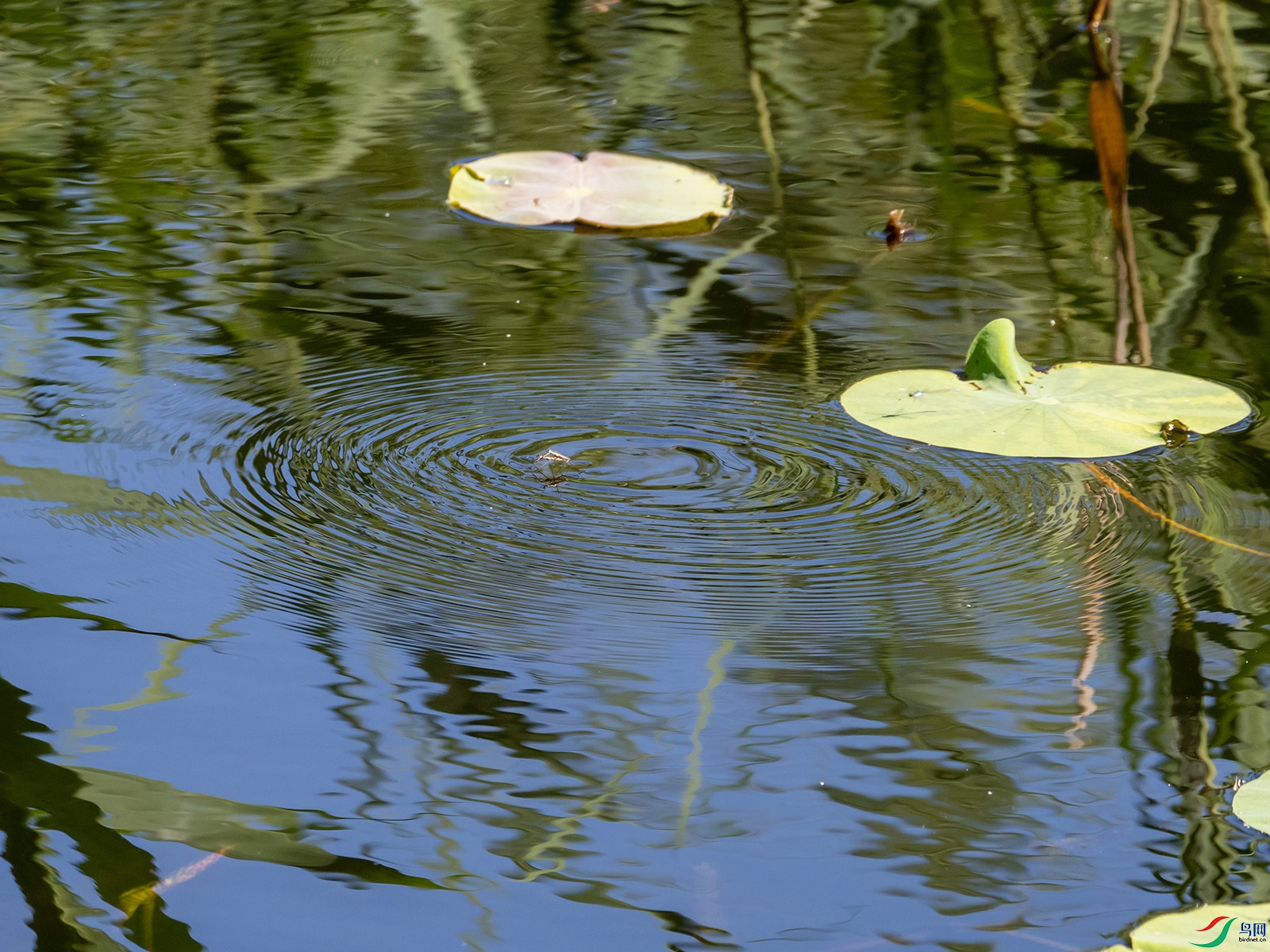 ˮ��������